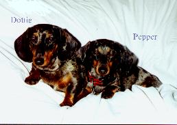 miniature dachshund, dapple, puppy for sale